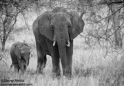 CLASSIC EAST AFRICA